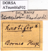 CollectionObject 1538333; cd95db4b-d747-43b6-999f-25edf1c48b7d: labels. (CollectionObject).