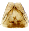 Subgenital plate, ventral view on Arocephalus (Ariellus) punctum (Flor, 1861): Subgenital plate. (Observation).