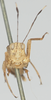 CollectionObject 1580296; 1bae3d97-7c32-4eff-acbb-3076b85ce424: female, frontal view (paratype of Phaestus sumatrensis). (CollectionObject).