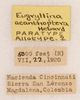 CollectionObject 1585738; f442f51a-a93f-43be-8a68-4b8c979c3a9b: labels (allotype). (CollectionObject).
