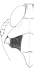 Head: Head, pro-, and mesothorax (S. longifurcifera). (Observation).