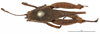 CollectionObject 1577160; OUM Type Orth 682, 736eb9a9-92c9-4d0d-91e2-bfd762dcb740: female, dorsal view (syntype of Phaestus insularis). (CollectionObject).