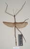 copyright Natural History Museum, London. male of Phibalosoma hypharpax (holotype). Depicts CollectionObject 1561143; NHMUK(SF IMPORT DUPLICATE) 845014, 7b0cf27c-1ad1-46d0-b325-7f53ac15ad26, a CollectionObject.