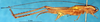 CollectionObject 1505365; a316b970-1b47-4889-b311-9c832ebd8015: male, lateral view (holotype). (CollectionObject).