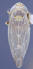 Habitus, dorsal view: (Observation).
