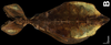 CollectionObject 1584517; CAS(SF IMPORT DUPLICATE) CASTYPE #19438, 166d15c9-ae1f-4071-97ec-8d0cbcb8ee80: copyright CAS, San Francisco. female, ventral view (holotype). (CollectionObject).