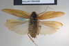 CollectionObject 1573252; a7032bbd-6da5-455e-9fcb-eaabc7ed064b: Copyright NHM, London. Male: dorsal view, non-type. (CollectionObject).
