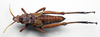 CollectionObject 1501049; 37dfa6ea-641d-4280-a4dd-23ad6854ce56: male, dorsal view (holotype). (CollectionObject).