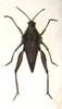 Ommexecha virens Serville, 1831: Plate XXII, 3. female habitus (Ommexecha servillei). (Otu).