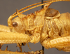 CollectionObject 1507300; 8eaa05bb-16ee-4997-ab53-9899202b2b67: male pronotum, lateral view (holotype). (CollectionObject).