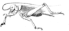 Macrogryllus ephippium ephippium (Saussure, 1877): Pl.14, Fig.19(5) Brachytrypus (Macrogryllus). male, lateral view. (Otu).