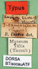 CollectionObject 1502530; b5ebaf81-9627-4070-953c-c5961482e366, DORSA BTisocauATF: labels (syntype of Isophya caucasica). (CollectionObject).