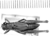 CollectionObject 1525525; 75ccaa5f-60f0-4910-8413-946f66e156a1: female, dorsal view (paralectoptype). (CollectionObject).