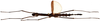CollectionObject 1578598; 65c5b7c5-5073-473b-9c7b-3e94df8cff01: copyright ISNB, Brussels. female, dorsal view (paratype). (CollectionObject).
