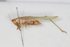 CollectionObject 1505643; 87030095-48d6-4deb-9894-f47ecb3d670c: male, lateral view (syntype). (CollectionObject).