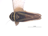 Habitus, dorsal view on Colladonus decorus Nielson & Godoy, 1995: (Observation).