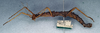 CollectionObject 1559802; NMW 458, 03ac9fca-a74c-4f9a-b939-195e8bd3af24: copyright NHMW. female, lateral view (holotype). (CollectionObject).