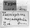 CollectionObject 1523865; 2854decd-a7f7-4639-a4dc-5d26d91f8952: Image Carbonell, C.S. labels (holotype). (CollectionObject).