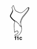 Stylus on Cumora (Cumora) parallelocornis parallelocornis (Linnavuori, 1955): (Observation).