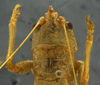 CollectionObject 1593111; e0ec04db-72ca-4188-a0eb-28c274140f8a: female head and pronotum, dorsal view. (CollectionObject).