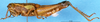 CollectionObject 1505073; c93b0f74-acfc-47db-b5b6-e9eca7e1fb59: female, lateral view (syntype). (CollectionObject).