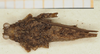 CollectionObject 1583706; 72359280-d360-48de-8113-d8adcc2e3ff7, NHMUK010924473: male, dorsal view (syntype). (CollectionObject).