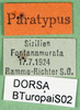 CollectionObject 1502860; f6c44072-45aa-464c-8ea5-1cdfc44efec8: labels (paratype). (CollectionObject).
