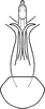 Aedeagus, ventral view on Erythridula fumida (Gillette, 1898): Aedeagus, ventral view. (Observation).