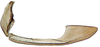 Gonoplac on Pseudocostanana flavina (DeLong & Freytag, 1972): Female specimen [DZUP]: second valvifer and gonoplac, lateral view. (Observation).