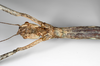 CollectionObject 1559393; 0e494eb9-8e8e-4ca8-9996-7aa68fc51e5e: copyright ZMHB, Berlin. female: head & upper thorax, ventral view (holotype). (CollectionObject).