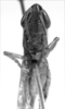 CollectionObject 1533531; 0b74aebb-82f0-4dcc-9c2b-f195032ffb51: Image Carbonell, C.S. male, frontal view (lectotype of Oxybleptella pulchella). (CollectionObject).