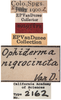 Other: !! display not done !! on Xantholobus nigrocinctus (Van Duzee, 1908): (Observation).