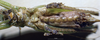 CollectionObject 1529071; ZIN 3225005, 170599ac-d1a9-4295-9ce4-8deb53dd7b8e: female, ventral view (paratype). (CollectionObject).
