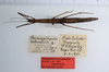 CollectionObject 1560433; 8f504723-d8f8-4d37-b855-5841d775d064: copyright ZMUH, Hamburg. female of synonym Parapygirhynchus catenatus (lectotype). (CollectionObject).