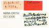 CollectionObject 1575702; NHRS NRM-ORTH 13006, ad2832f7-da5f-4f44-af7c-7bc0c60790a0: labels (syntype). (CollectionObject).
