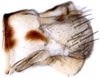 Athysanus argentarius, pygofer, laterally (INHS). Depicts Pygofer, lateral view, an Observation.