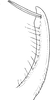 Stylus: !! display not done !! on Tremulicerus fulgidus (Fabricius, 1775): Stylus. (Observation).