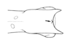 Tropidacris collaris (Stoll, 1813): Fig. 20 showing relative size of median spines. apex of left femur, superior view. (Otu).