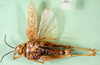 CollectionObject 1571182; e3164813-8f36-49e0-854f-6122e0c0d8ca: female, ventral view (syntype of Karasicola oertendali). (CollectionObject).