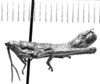 CollectionObject 1523773; 1fce6014-41cc-4544-86bc-39949d7a1bb2: male, lateral view (holotype). (CollectionObject).