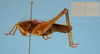CollectionObject 1542680; 24a158c9-1cc9-467f-9b39-fe6663e8f3ed: male, lateral view (holotype). (CollectionObject).