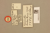 CollectionObject 1518952; 35ebb48a-cb43-40ba-8eb3-9dbba7376113, NHMUK015105255: labels (holotype of Pelecinotus lankae). (CollectionObject).