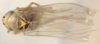 Habitus, dorsal view: !! display not done !! on Afrosteles distans (Linnavuori, 1959): (Observation).