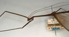 CollectionObject 1558401; NMW 924, 6162e4e4-a258-4282-b7c2-74998e5ebdf8: copyright NMW, Vienna. male: head and thorax, lateral view (paralectotype). (CollectionObject).