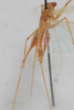 CollectionObject 1506554; 1b681b34-4315-4bc6-b47d-8b137ff49e9f: female, dorsal view (syntype). (CollectionObject).