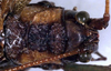 CollectionObject 1532909; da5113a6-8147-4dd5-a301-89e3845a1b33: female head and pronotum, dorsal view (paratype). (CollectionObject).