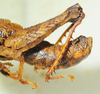 CollectionObject 1498705; c17090d7-5ef8-4672-a32b-f6e027c7f5c6: male abdomen, lateral view. (CollectionObject).