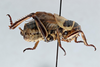 CollectionObject 2765516; a93b5228-04db-4ea7-b182-298227b9cba0: Cyphoderris buckelli. Lateral view. (CollectionObject).