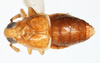 Habitus, dorsal view on Delphacodes sucineus Beamer, 1948: (Observation).