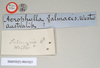 CollectionObject 1558206; NHMUK(SF IMPORT DUPLICATE) 845025, a03bdf24-74f6-4ffb-a933-46b0adfd7c0b: copyright Natural History Museum, London. male, data labels [round label reversed] of synonym Acrophylla salmacis (holotype). (CollectionObject).